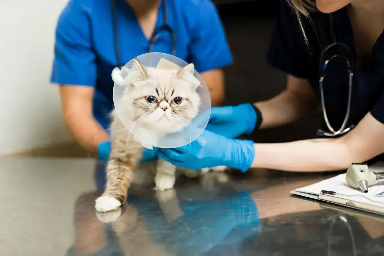 Najwcześniejsza sterylizacja kotki – uniknij ryzykownych błędów