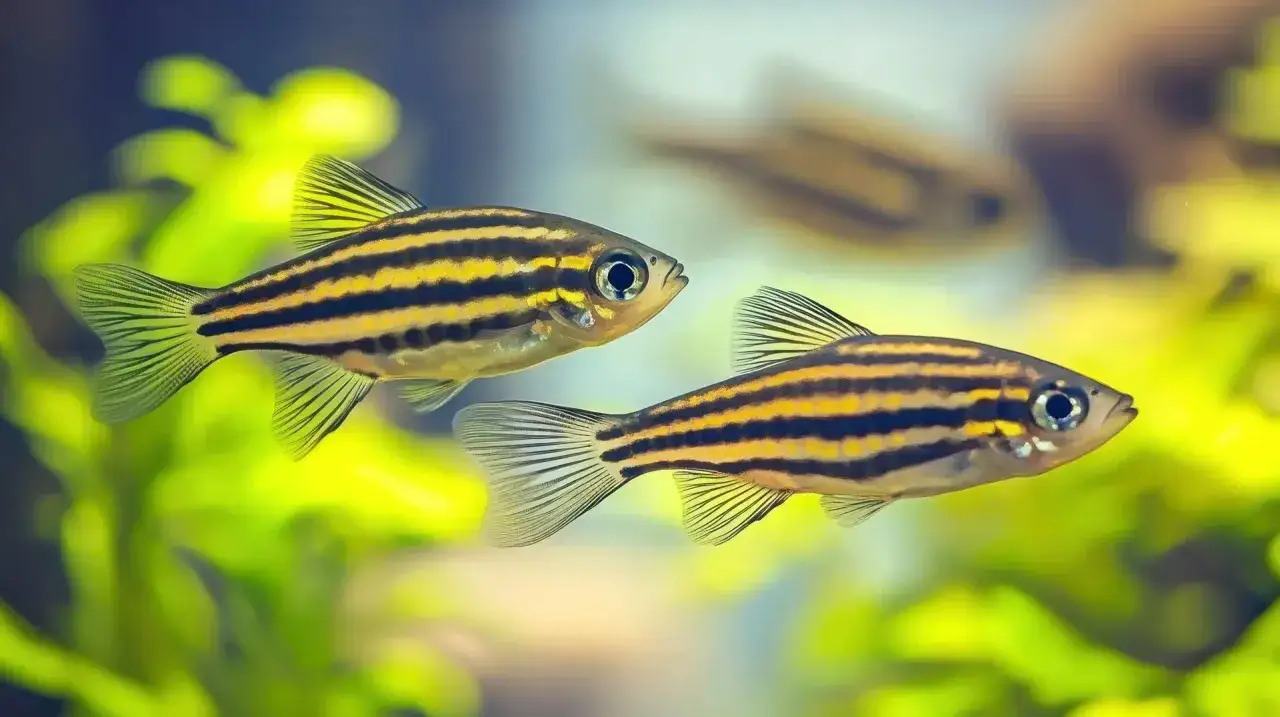 54l akwarium: Jakie rybki? Poznaj idealne obsady i czarną listę