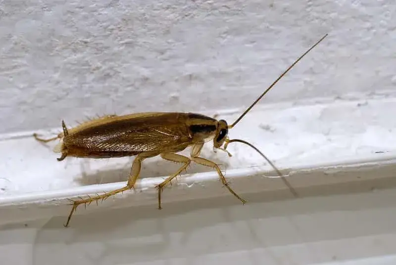 Jak wytępić prusaki w bloku - skuteczne metody na uporczywe owady