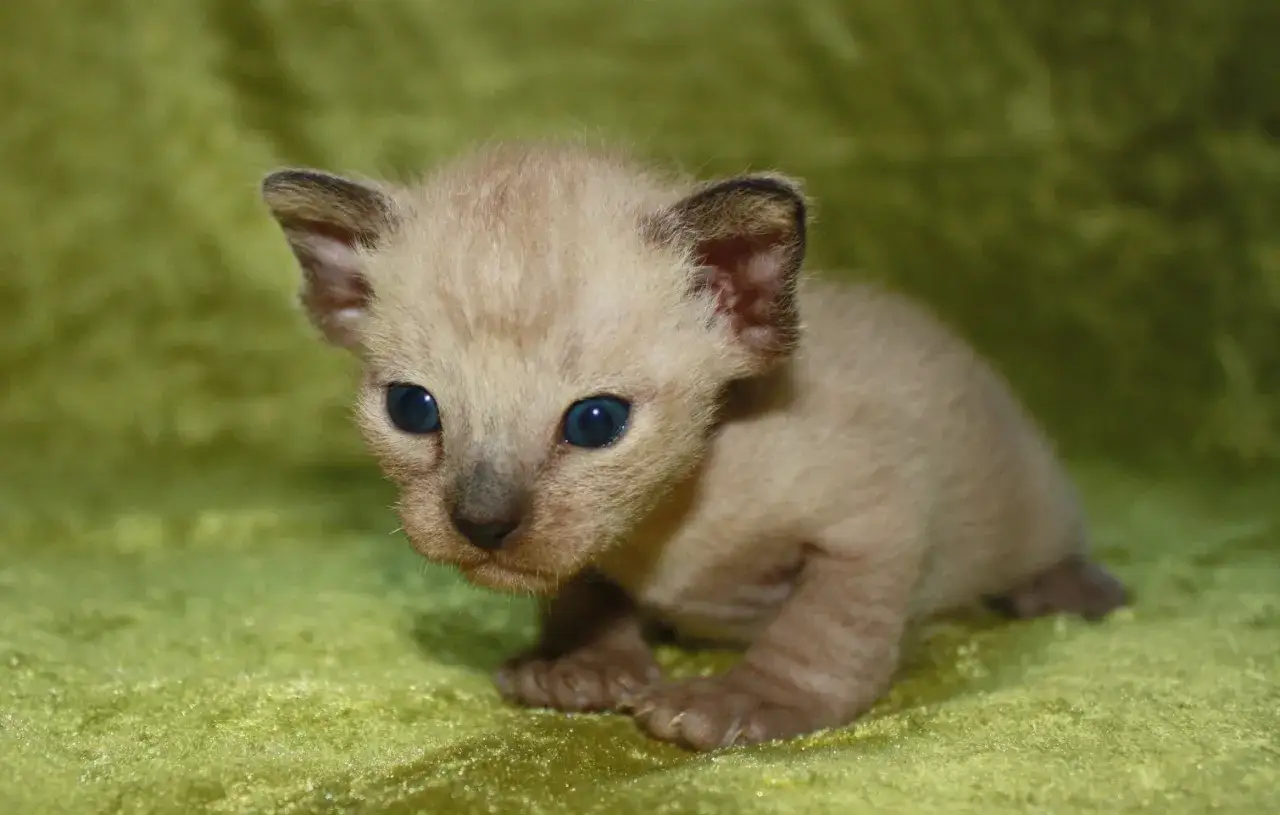 Hodowla kotów tonkijskich w Polsce - jak wybrać najlepszego hodowcę