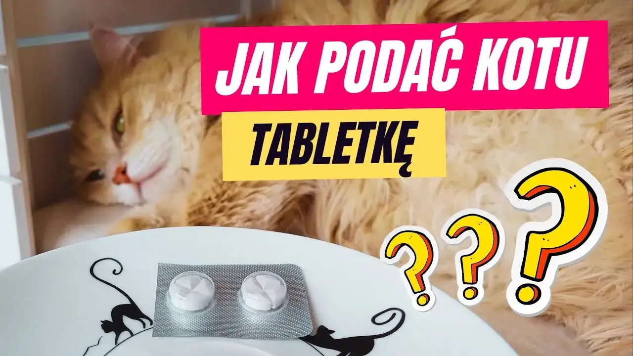 Jak podać kotu tabletkę na odrobaczanie bez stresu i problemów