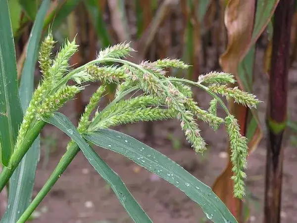 Jak skutecznie zwalczać proso chwast i chronić plony przed stratami