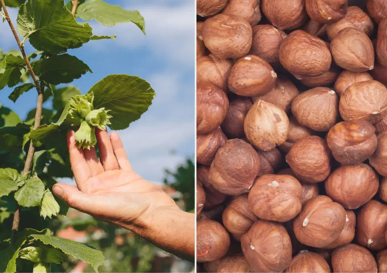 Dłoń dotyka zielonych orzechów laskowych na drzewie, obok stos gotowych do spożycia orzechów.