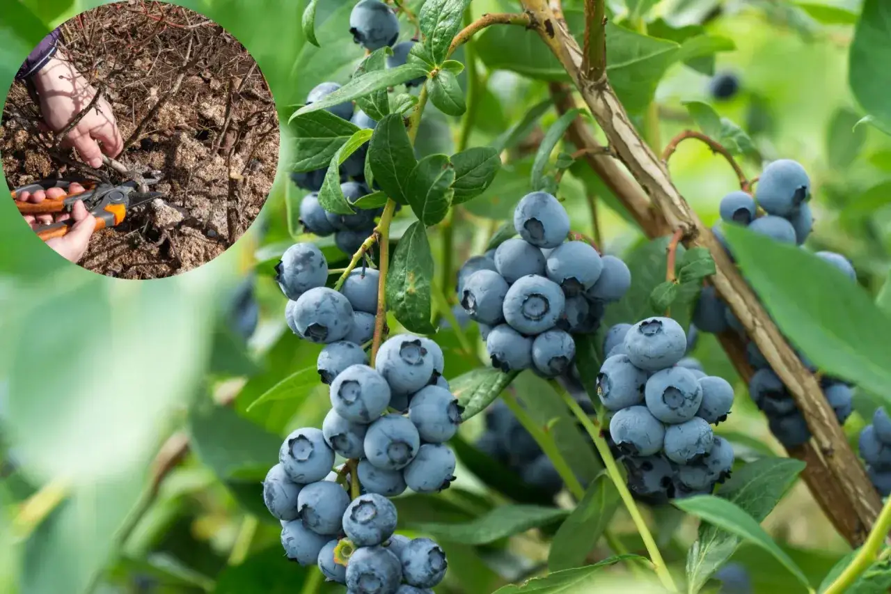 Przycinanie borówki amerykańskiej: ręka z sekatorami usuwa suche gałązki, by zapewnić obfite plony.