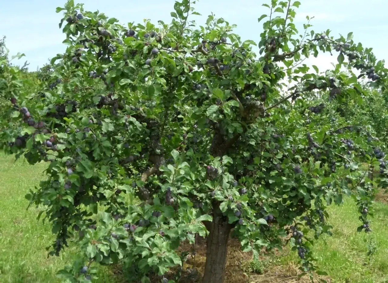 Jak i kiedy przycinać śliwy? Poradnik dla obfitych plonów