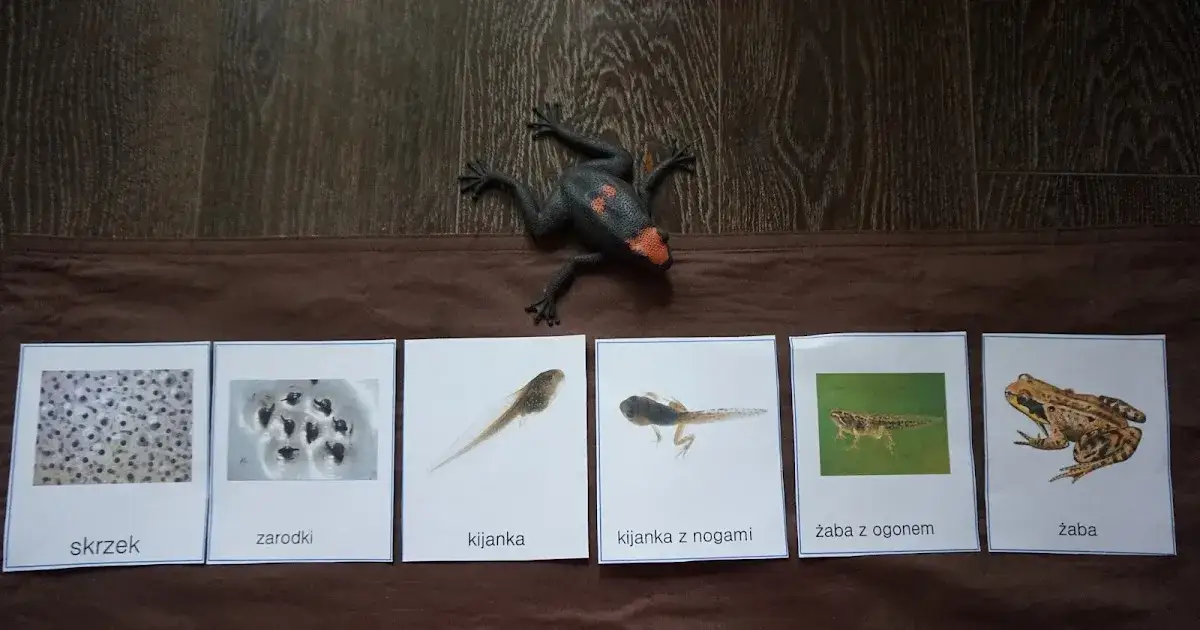 Jak żaby się rozmnażają? Zaskakujące etapy ich rozwoju i życia