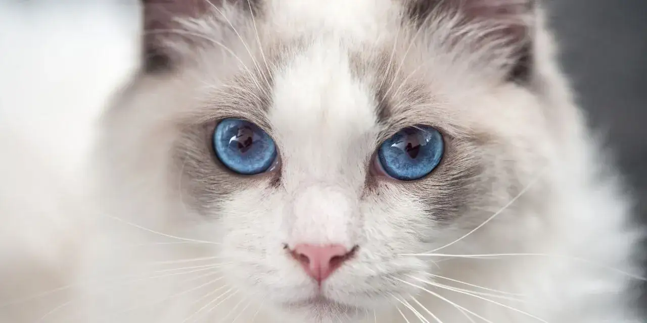 Czy ragdoll gubi sierść? Odkryj prawdę o linieniu tych kotów