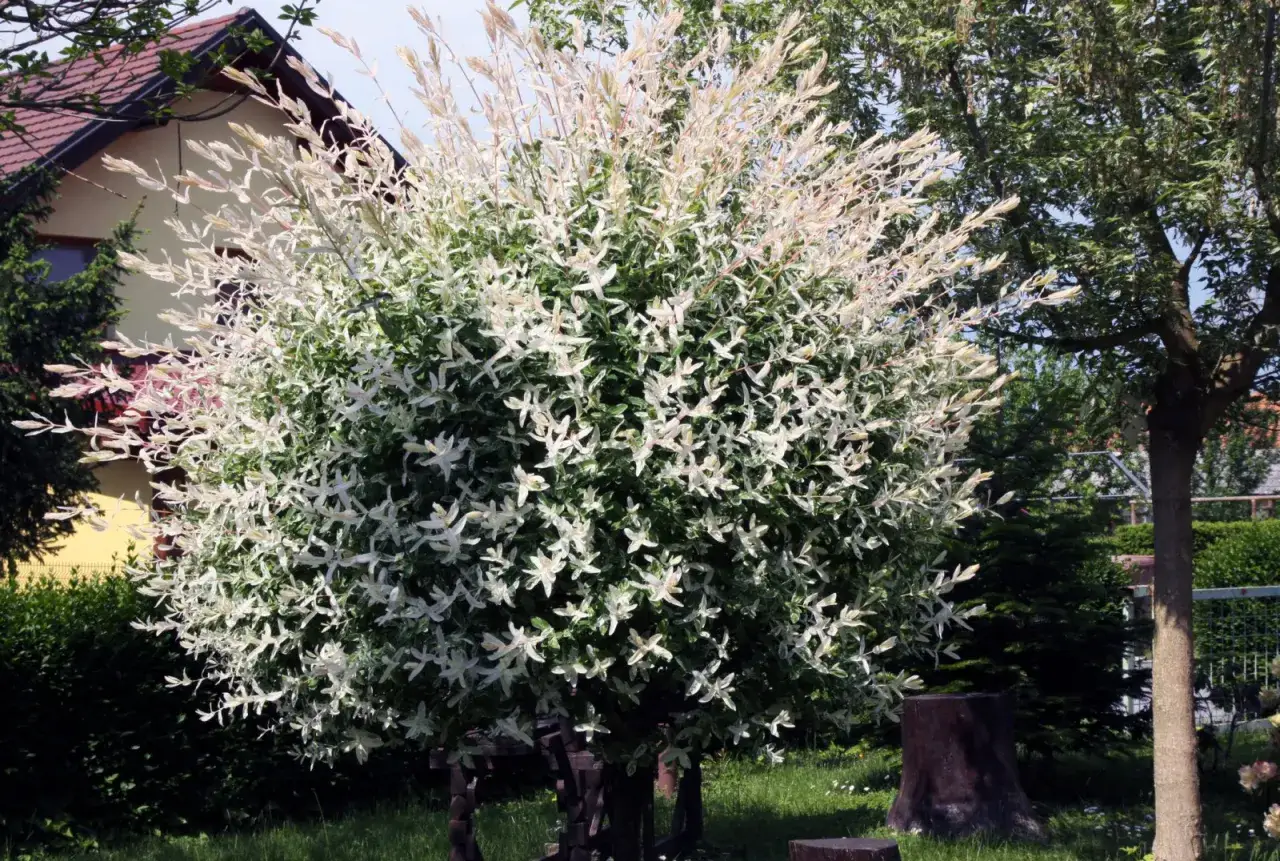 Wierzba japońska po przycinaniu, z bujnymi, dwukolorowymi liśćmi, tworzy efektowną kulę w ogrodzie.