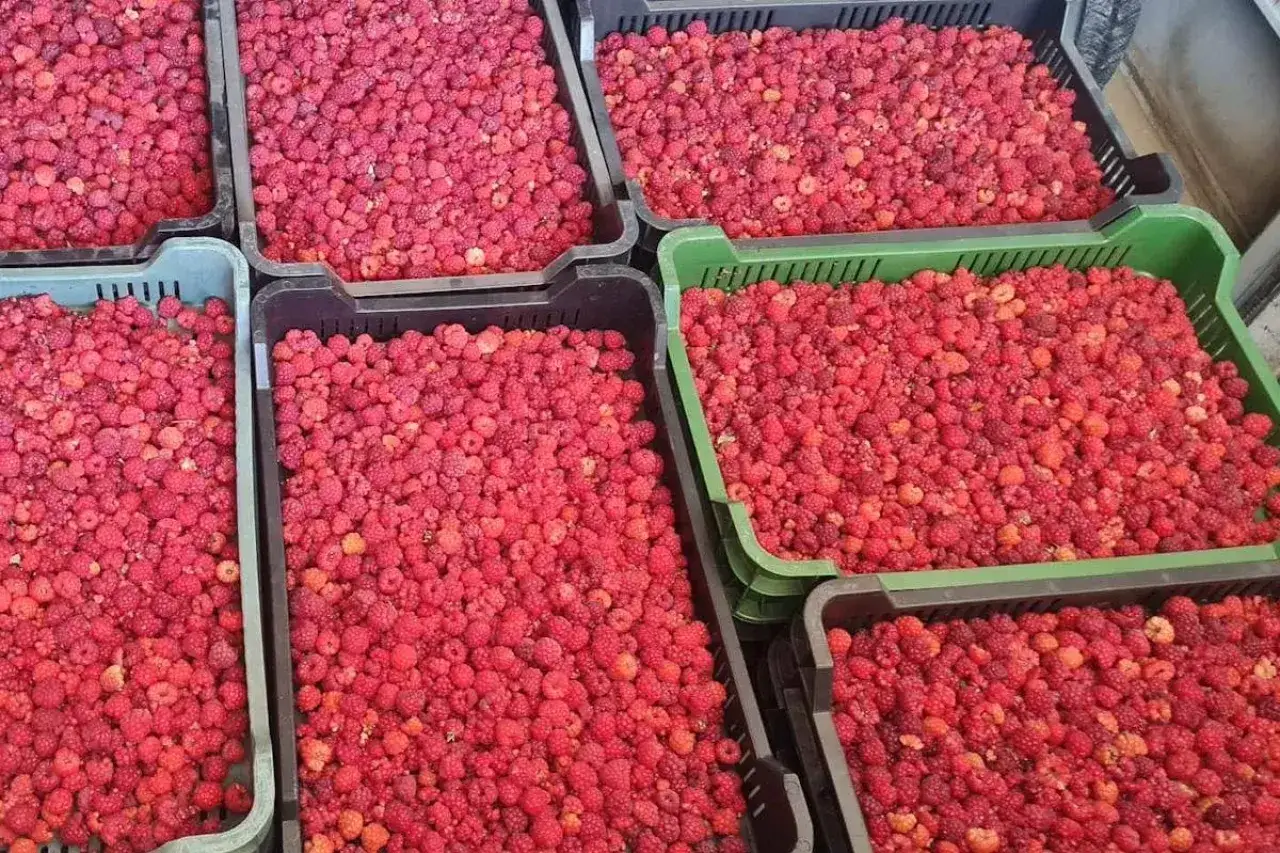 Ile kosztują maliny na skupie? Ceny, które zaskoczą każdego rolnika