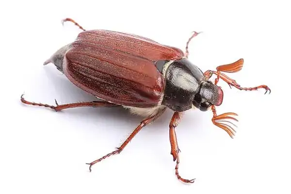 Czym się żywi chrabąszcz i jak chronić rośliny przed szkodami