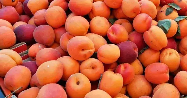 Kiedy jest sezon na brzoskwinie? Sprawdź, kiedy są najsmaczniejsze