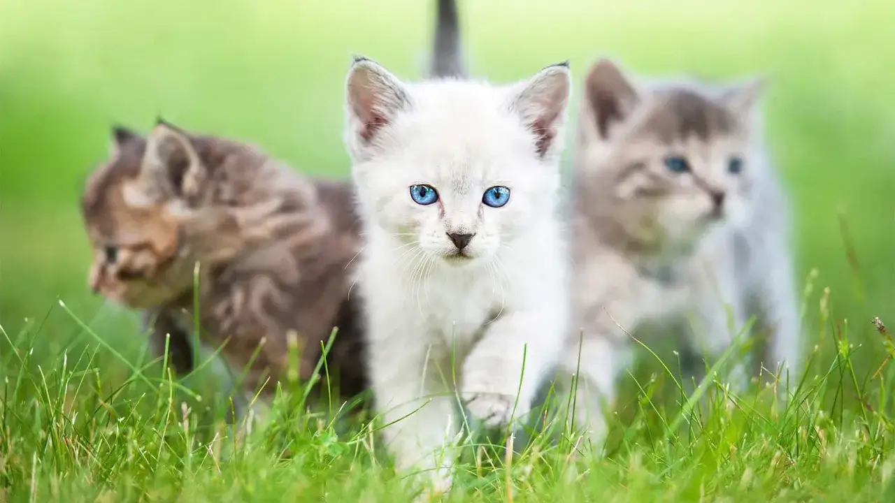 Jak rozpoznać płeć małego kota? Klucz to odległość i kształt narządów
