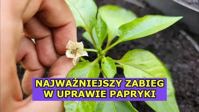 Kwitnienie papryki: Jak uniknąć opadania kwiatów? Poradnik.