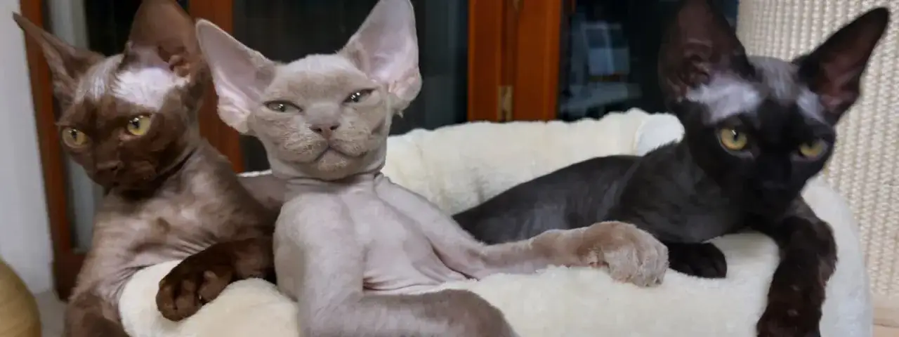 Hodowla Devon Rex w Warszawie - najlepsze miejsca i ceny kociąt