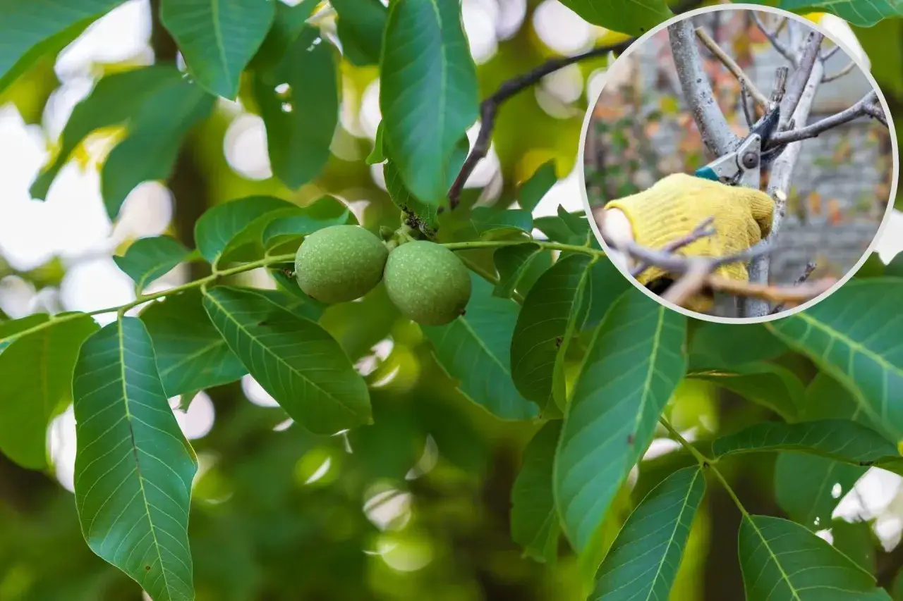 Orzech włoski: Kiedy i jak ciąć, by nie płakał i owocował?