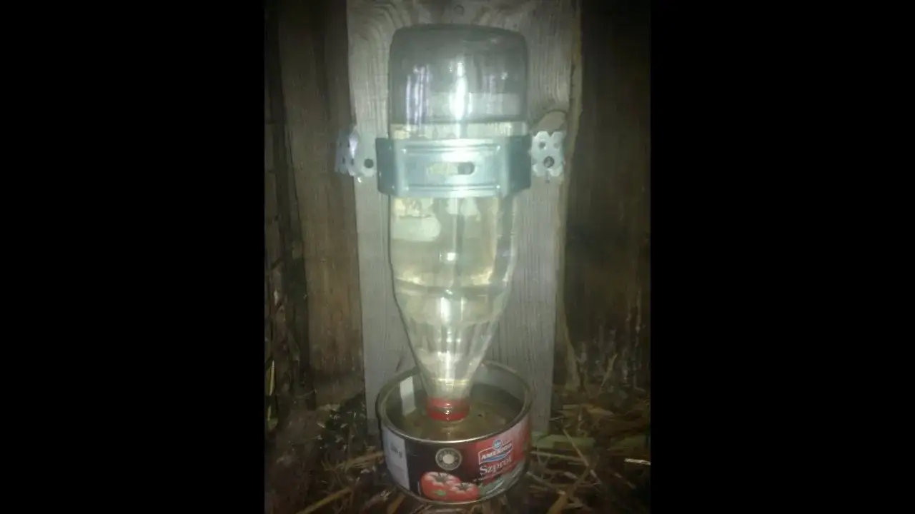 Jak zrobić poidło dla psa - prosta metoda, która ułatwi życie zwierzakowi