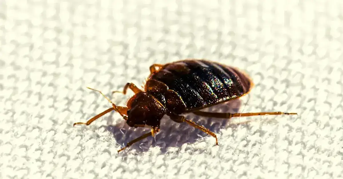 Jak się rozmnażają pluskwy i co musisz o tym wiedzieć