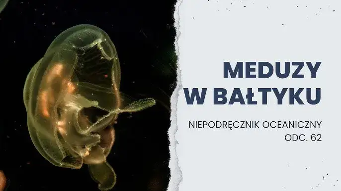 Meduzy w Bałtyku: Jak rozpoznać te parzące? Poradnik bezpieczeństwa