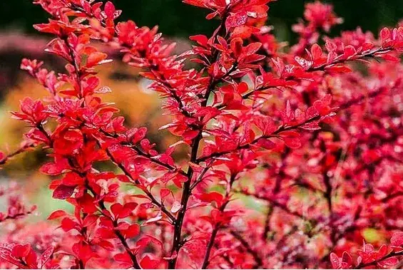 Berberys czerwony kolumnowy - Kiedy sadzić? Jak pielęgnować?