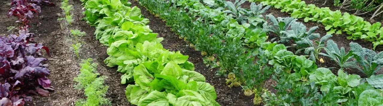 Co posadzić w ogrodzie warzywnym? Najlepsze warzywa i sprawdzone porady