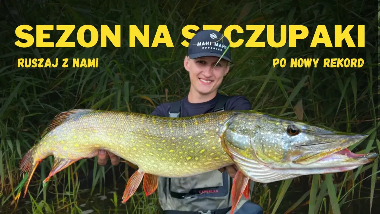 Szczęśliwy wędkarz trzyma ogromnego szczupaka, idealny okaz, kiedy żeruje szczupak. Sezon na szczupaki trwa!