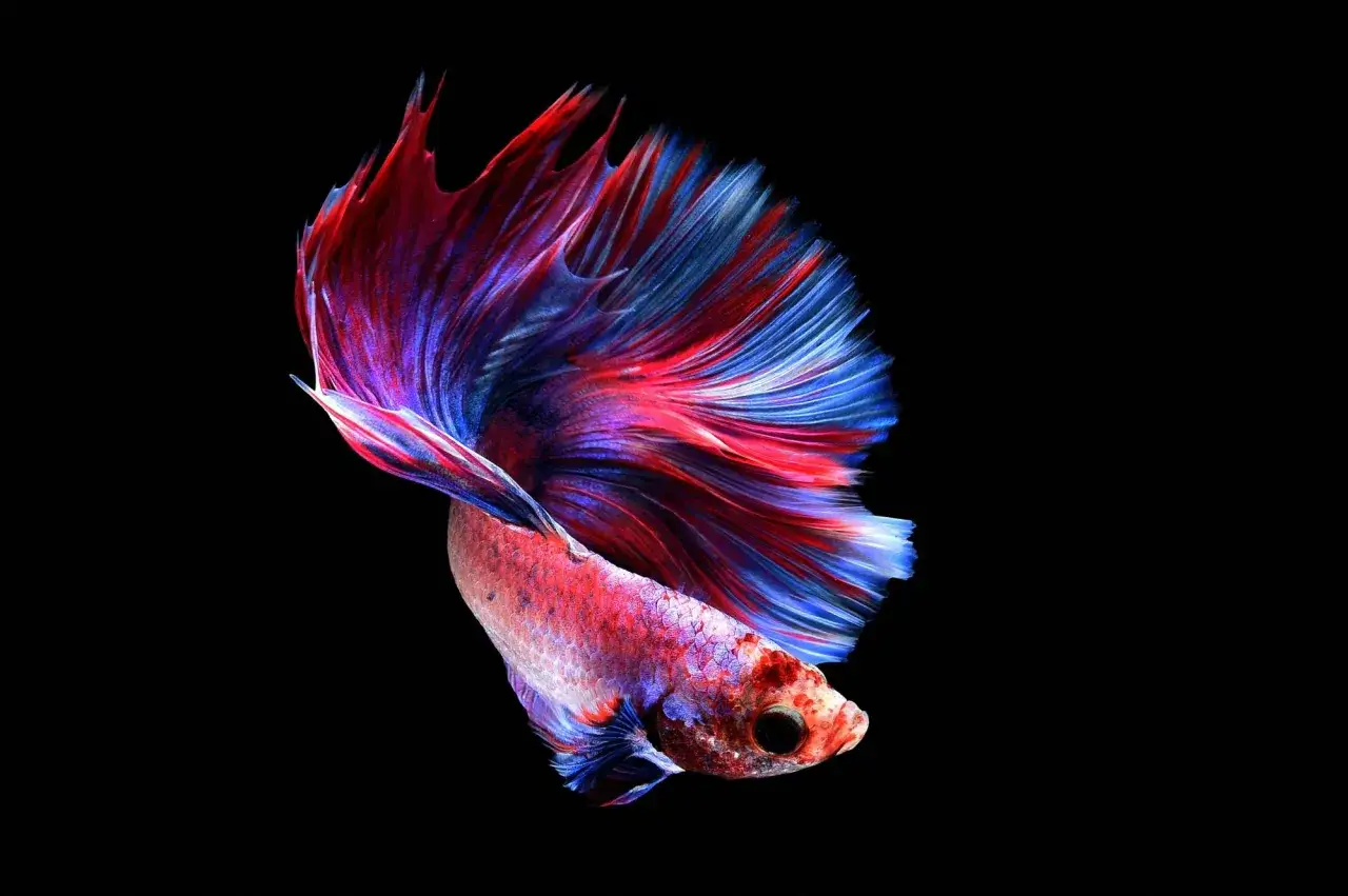 Ile kosztują rybki akwariowe? Ceny, czynniki, gdzie kupić!