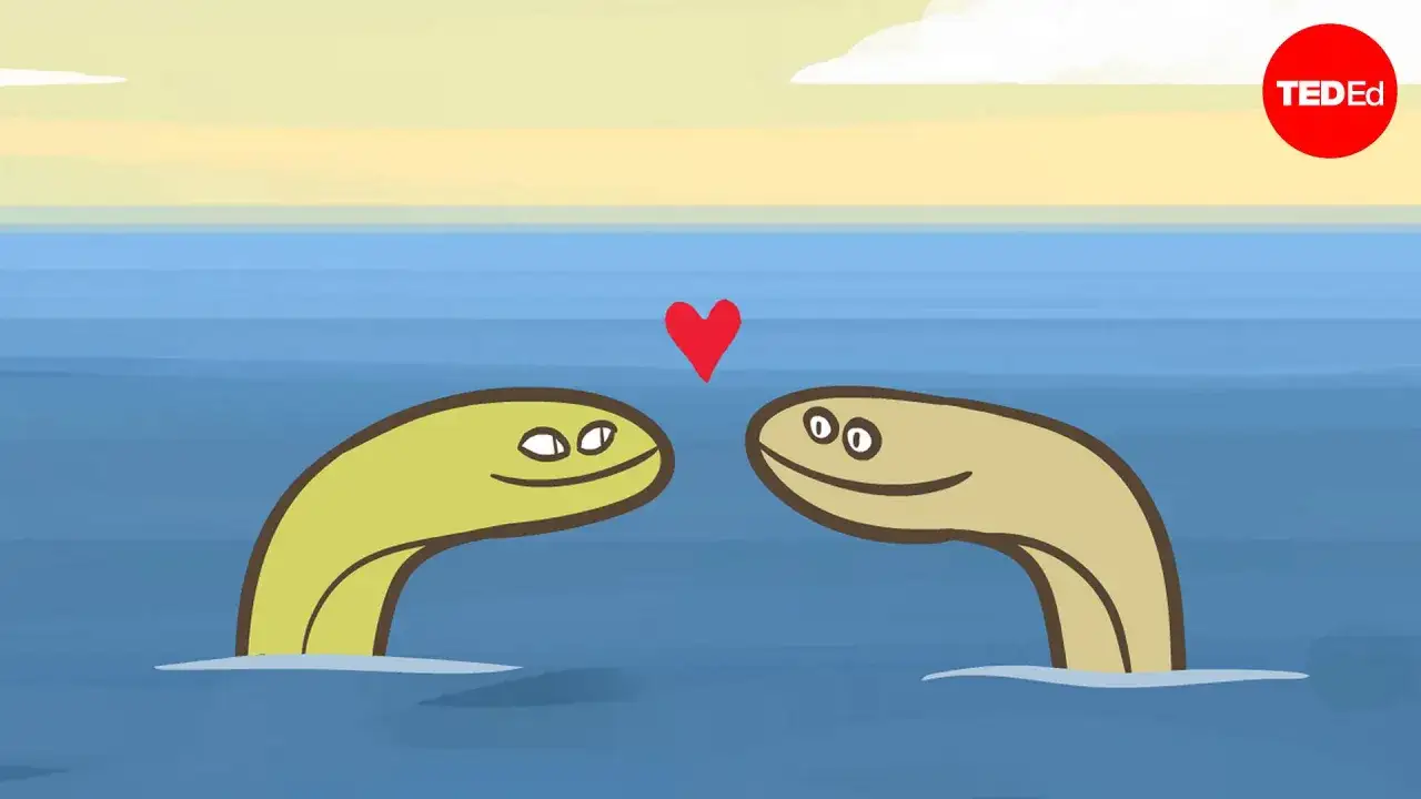 Jak rozmnażają się węgorze? Tajemnice ich niezwykłej wędrówki