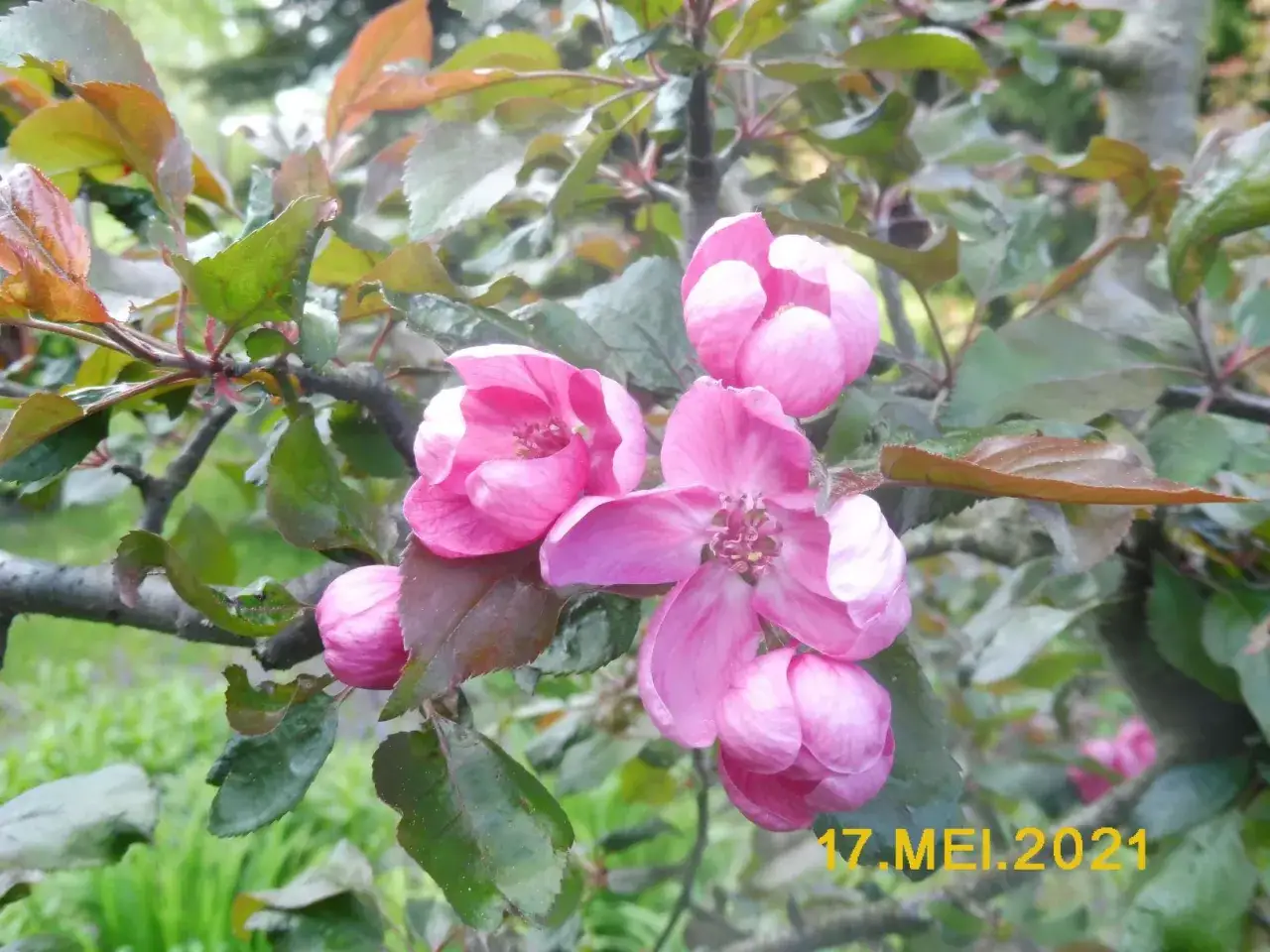 Jak kwitnie jabłoń? Poznaj sekrety obfitych zbiorów w ogrodzie