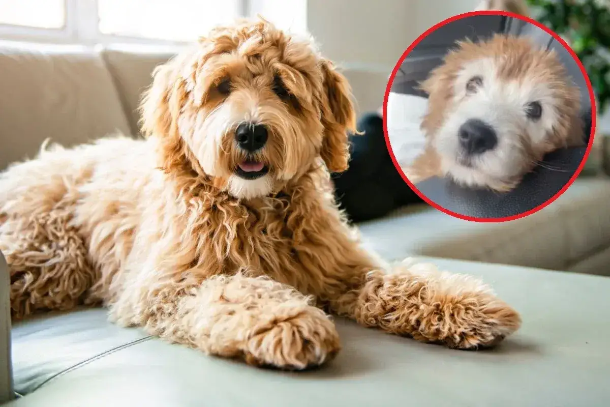 Dwa psy rasy Maltipoo i Labradoodle leżące na kanapie.