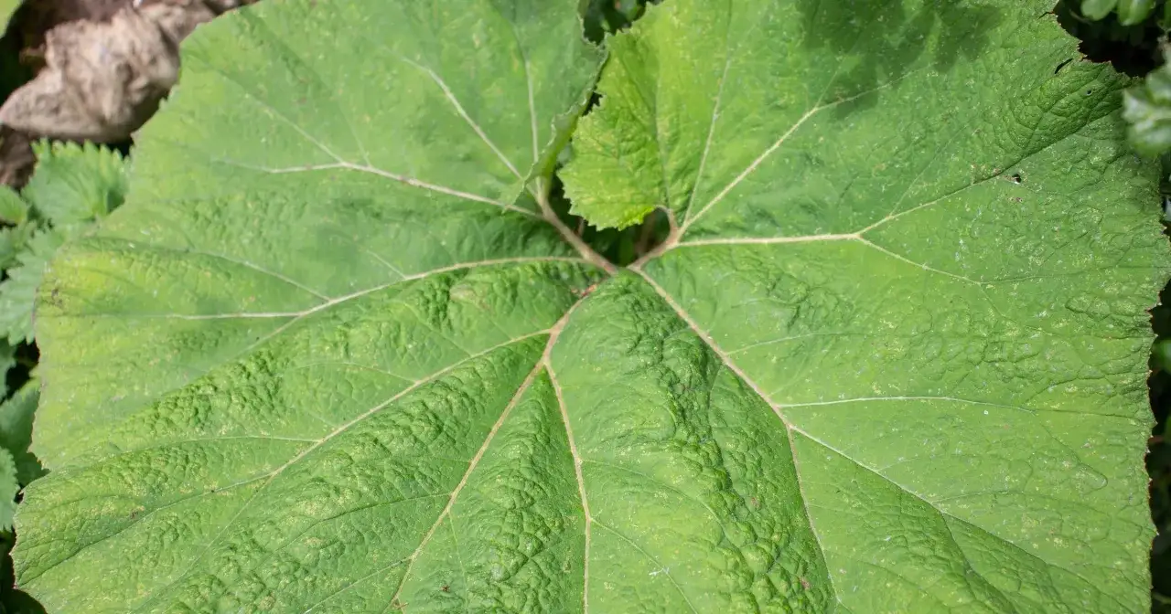 Chwast jak koper? Odróżnij truciznę od zioła! Poradnik Włodzisława Lisa