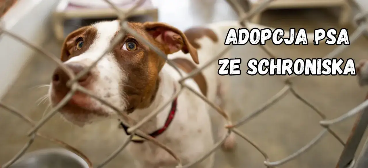 Smutne oczy psa za kratami. Marzy o domu, o adopcji psa ze schroniska.