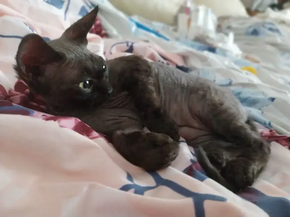 Hodowla Devon Rex w Mazowieckiem - Kocięta czekają na Ciebie