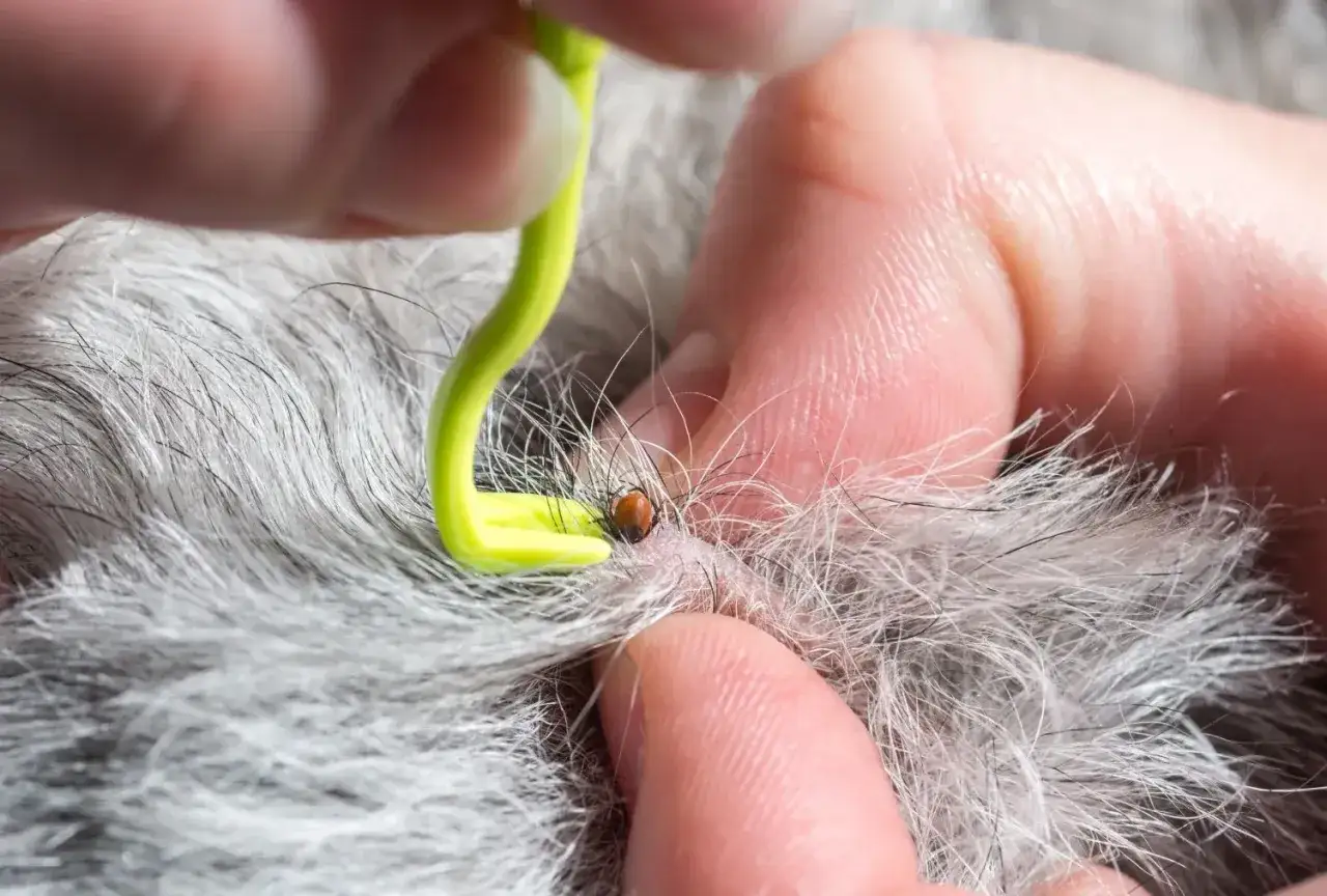 Kleszcz u psa? Usuń go bezpiecznie! Instrukcja, błędy, objawy