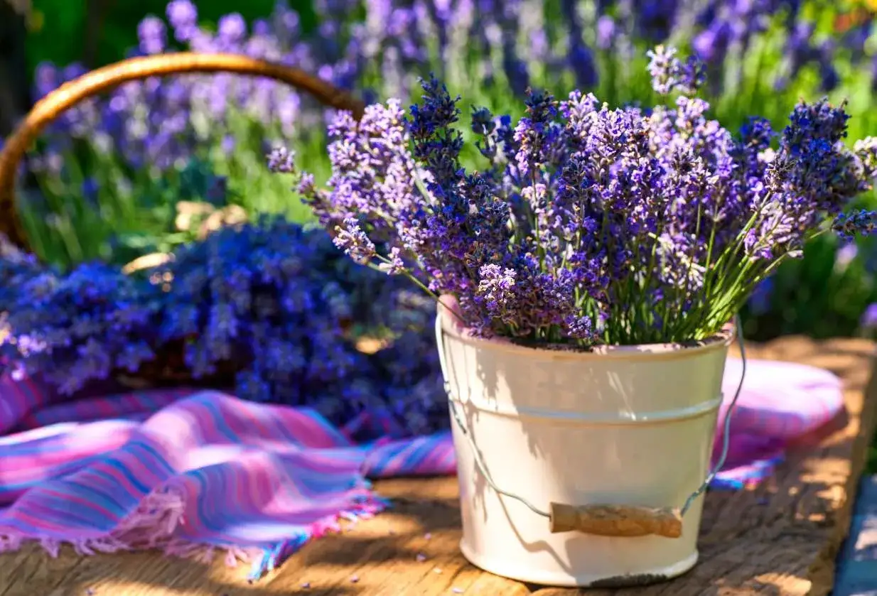 Wiadomo, jaka ziemia do lawendy w doniczce jest najlepsza: przepuszczalna, lekko zasadowa. Bukiet fioletowych kwiatów w wiaderku na tle pola lawendy.