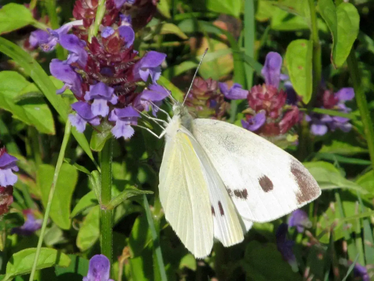 Szczęście jest jak motyl cytat – zrozum jego ulotność i piękno