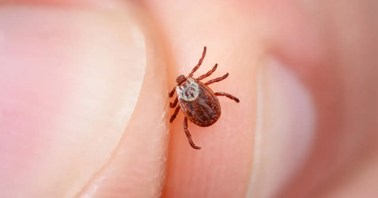 Kleszcz po dobie: wygląd, ryzyko chorób i co robić krok po kroku?