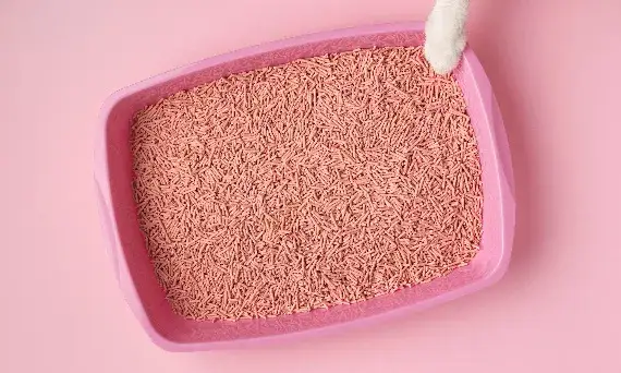 Jak często i skutecznie czyścić kuwetę, by uniknąć problemów?