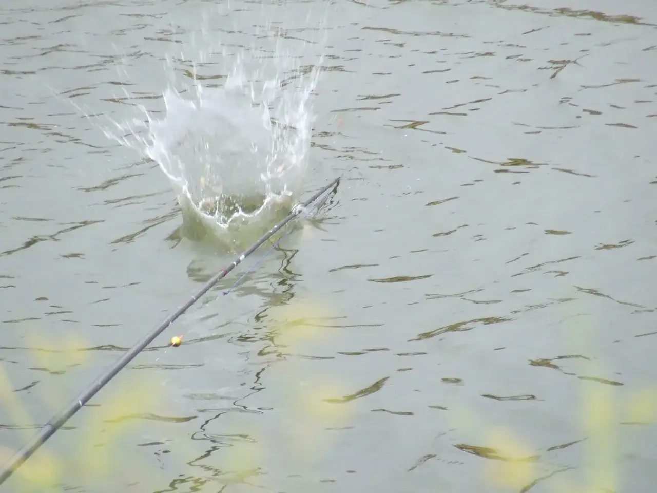 Plusk wody po zarzuceniu wędki z zanętą. Słodka melasa do zanęty przyciągnęła ryby, co widać po gwałtownym plusku.