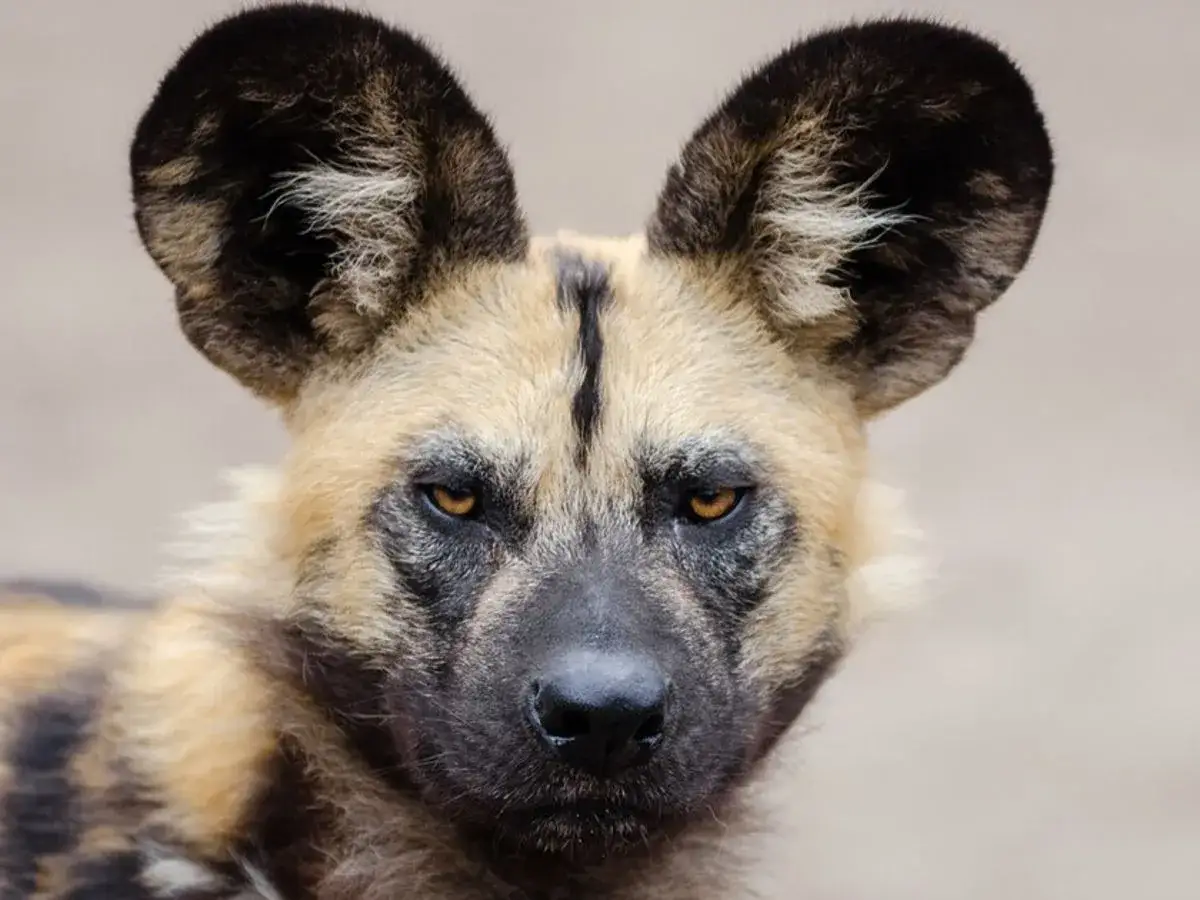 Twarz dzikiego psa afrykańskiego z wielkimi, okrągłymi uszami i przenikliwym spojrzeniem.