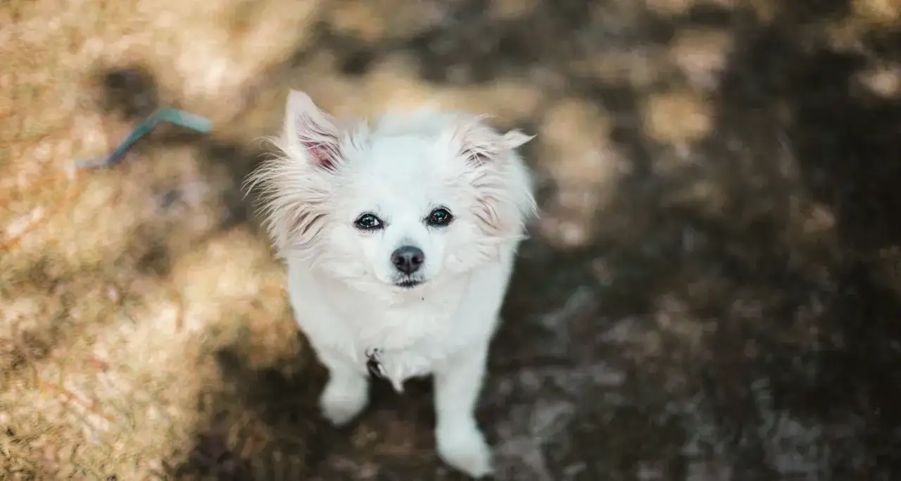 Jaki pies dla dzieci: idealne rasy, które zapewnią bezpieczeństwo i radość