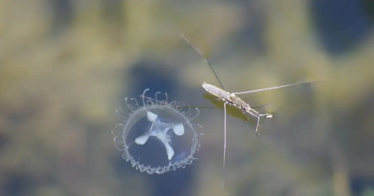 Jak się rozmnażają meduzy? Zaskakujące fakty o ich cyklu życia