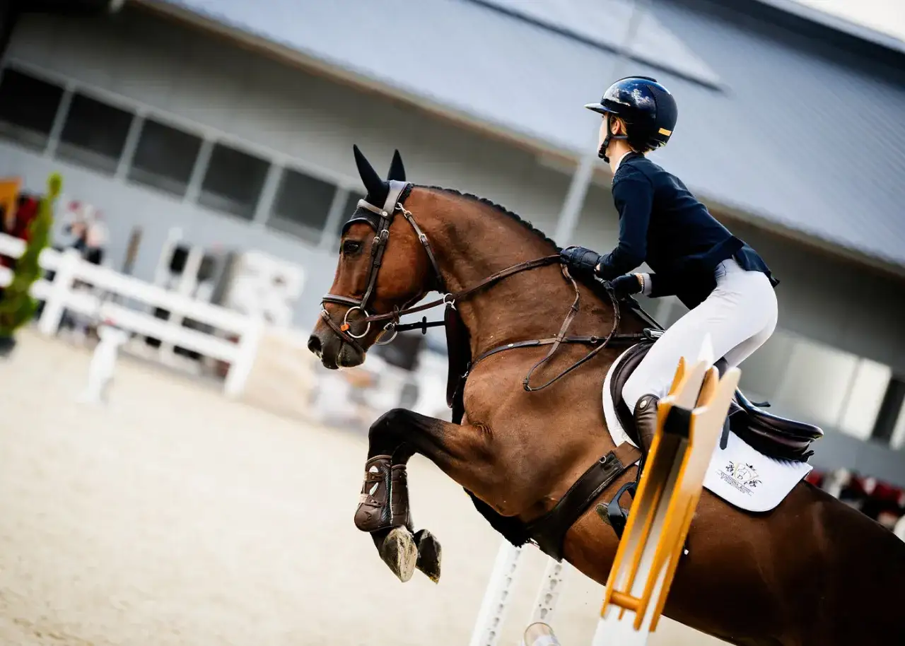 Hodowla koni i jeździectwo: Jak zacząć? Koszty, rasy, przepisy PL