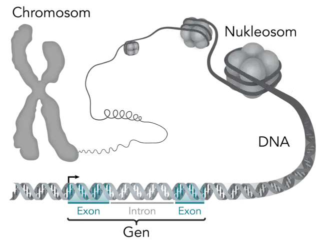 Co to jest gen w biologii? Prosta definicja, funkcje i rola w dziedziczeniu
