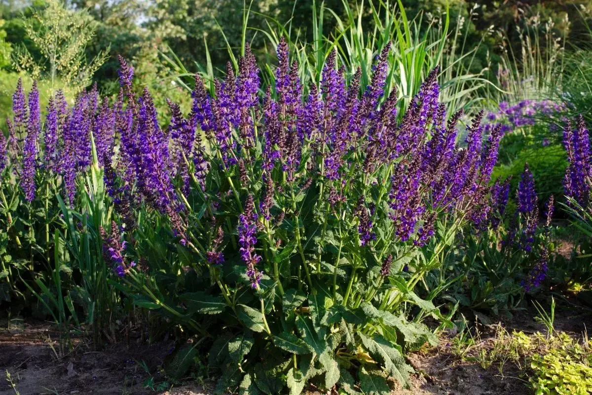 Kępa fioletowych kwiatów szałwii omszonej, gotowa do zimowania. Wokół zielone trawy i inne rośliny.