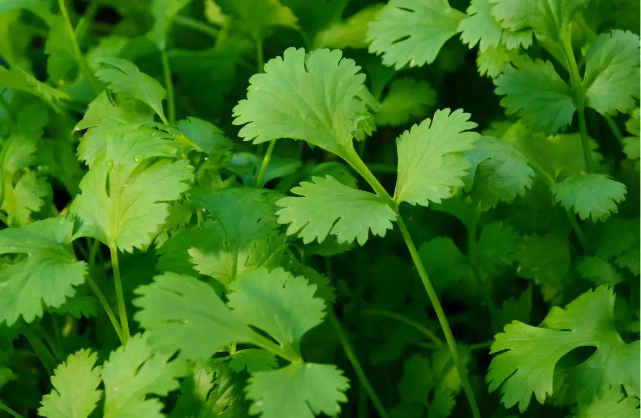 Coriander przyprawa do czego? Odkryj jej niezwykłe zastosowania w kuchni