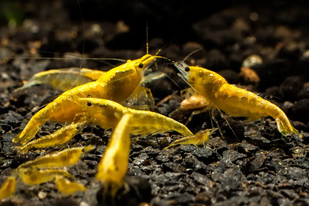 Kilka żółtych krewetek akwariowych na ciemnym podłożu.