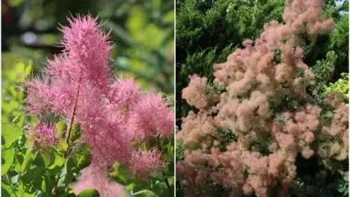 Jaki nawóz do perukowca, aby uniknąć błędów w pielęgnacji?