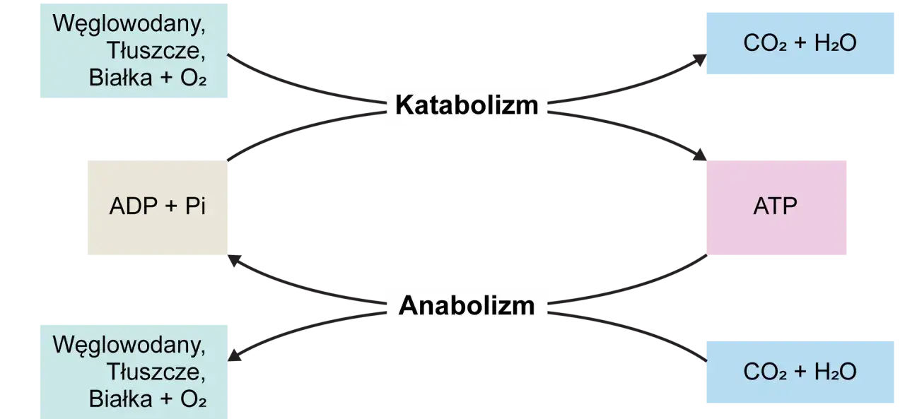 Cykl katabolizmu i anabolizmu. Katabolizm rozkłada węglowodany, tłuszcze i białka z tlenem do CO2 i H2O, produkując ATP. Anabolizm zużywa ATP do syntezy tych związków.
