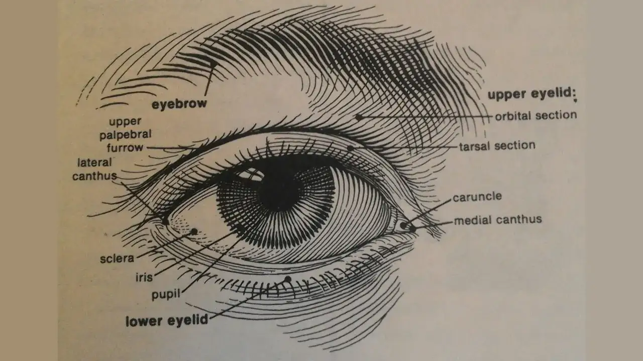 Anatomia oka: zaznaczone brwi, górna i dolna powieka, tęczówka, źrenica, twardówka, kąciki oka.