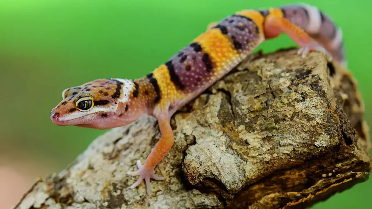 Kolorowy gekon lamparci siedzi na kawałku drewna na zielonym tle.